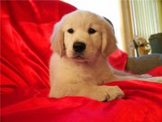 Щенки золотистого ретривера