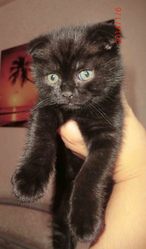 котята скоттиш фолд и скоттиш страйт для вас