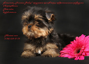 Йоркширского терьера щенки,  мальчики и девочки беби-фейс!