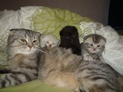 Трое шотландских котенка-мальчики,  вислоухие,  2, 5 мес. Папа наш котик 