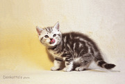 Сладкие плюшевые малыши - мраморные шотладские котята