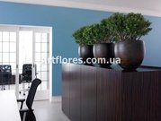 Индивидуальный подбор растений для вашего дома 