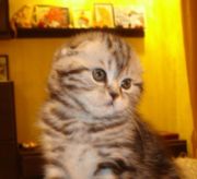 Продается вислоухая красотка Lola, забавная полосатая малявочка с плот