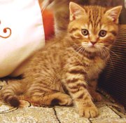 Предлагается к резервированию и продаже замечательный скоттиш страйт о