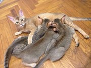 котята чаузи от камышового кота