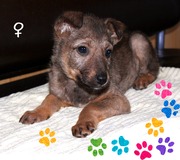 Девочка-феечка Няша! Щенок (метис)