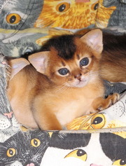 Абиссинские котята из питомника ROYAL JOY