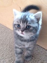 Шотландские котята фолд и страйт