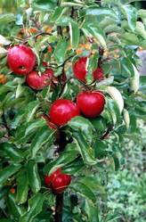 Плодовые деревья,  саженцы яблони купить в Киеве в «Плодовый Крупномер» (097) 944-62-64