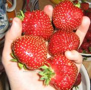 Рассада суперранней клубники Ольвия.