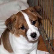 Супер щенки от супер джеков в Киеве