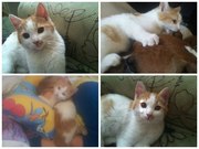 Отдам в хорошие руки котенка 3, 5 месяца.