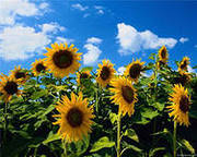 Семена подсолнечника