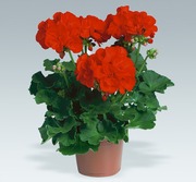 Продам цветы горшковые Пеларгония зональная,  Киев,  Оболонь.