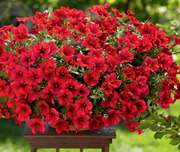 Продам Сурфиния в горшках подвесные,  оптом дешево Киев,  Оболонь.