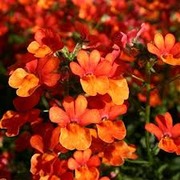 Продам цветы в горшках Сансатия,  Киев,  Оболонь.