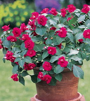 Продам Бальзамин (Импатиенс) «Фиеста» в гошках,  Киев,  Оболонь.