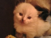 Продам котят Балинез