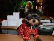 Очаровательные щенки йоркширского терьера