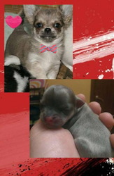 Щенки чихуахуа из профессионального питомника