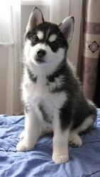Продаю щенков сибирских хаски