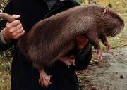 Свежее мясо нутрии Киев