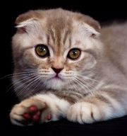 Вислоухая красотка с шикарной шерсткой по имени Afina, окраса лиловый