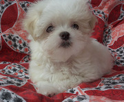 Щенки мальтийской болонки -  мальчики.