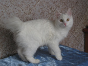 Курильский бобтейл - котята