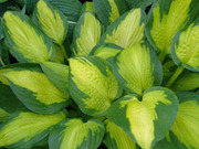 Сортовые хосты 