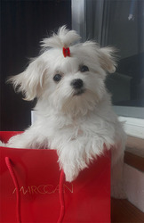 Минги щенок - девочка