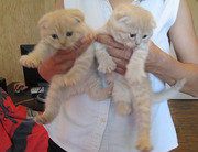 Продам шотландских котят