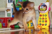 Абиссинский котенок-мальчик дикого окраса