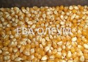 Услуги сушки зерна: кукурузы, сои, подсолнуха, рапса