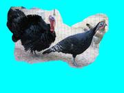 ТОВ «Мулард Україна» реалізує підрощені бройлерні індики та цесарки з 