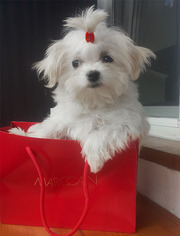 Потомство мальтеза - девочка мини