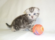 Предлагаем вислоухого котенка по кличке Бурбон, черный мрамор на сереб