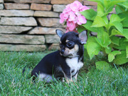 Чихуахуа щеночки