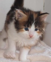 Красивые котята мейн кун