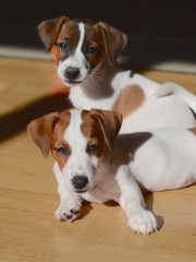Щенки Джек Рассел терьера от Мультичемпиона для шоу и семьи!