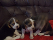 Настоящий друг Бигль