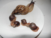 Гигантские улитки-косметологи Ахатины