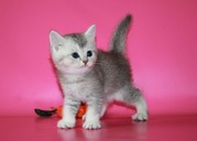 Британский тикированный шиншилла