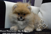 Щенки карликового померанского шпица VIP-Classa!!!