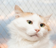 Несси, метис турецкого вана, 2 годика., умница и красавица.