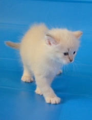 Невская маскарадная. Котята.