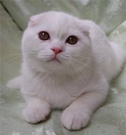 ШОТЛАНДСКАЯ БЕЛАЯ СКОТТИШ ФОЛД
