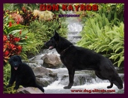 питомник черных немецких овчарок 