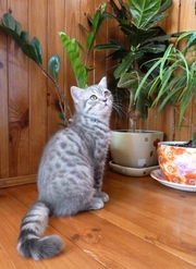 Santorini Bandit, спокойный и упитанный глава итальянской мафии:) Прод