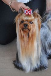 щенок йоркширского терьера